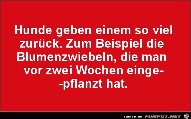 Hunde Hunde