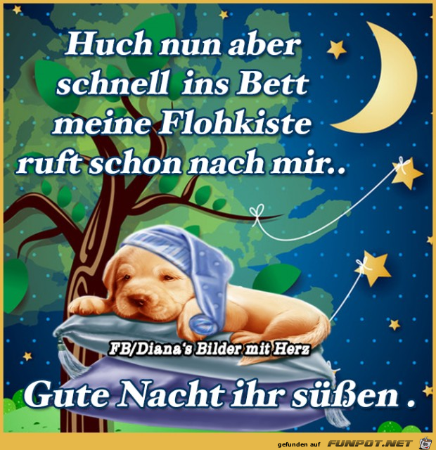 Meine Flohkiste ruft schon Meine Flohkiste ruft schon