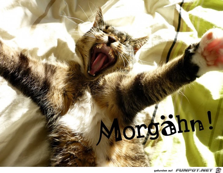 Morgaehn Morgaehn