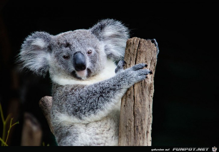 Australische Tierwelt 1 Australische Tierwelt 1