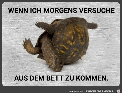 Morgens Morgens