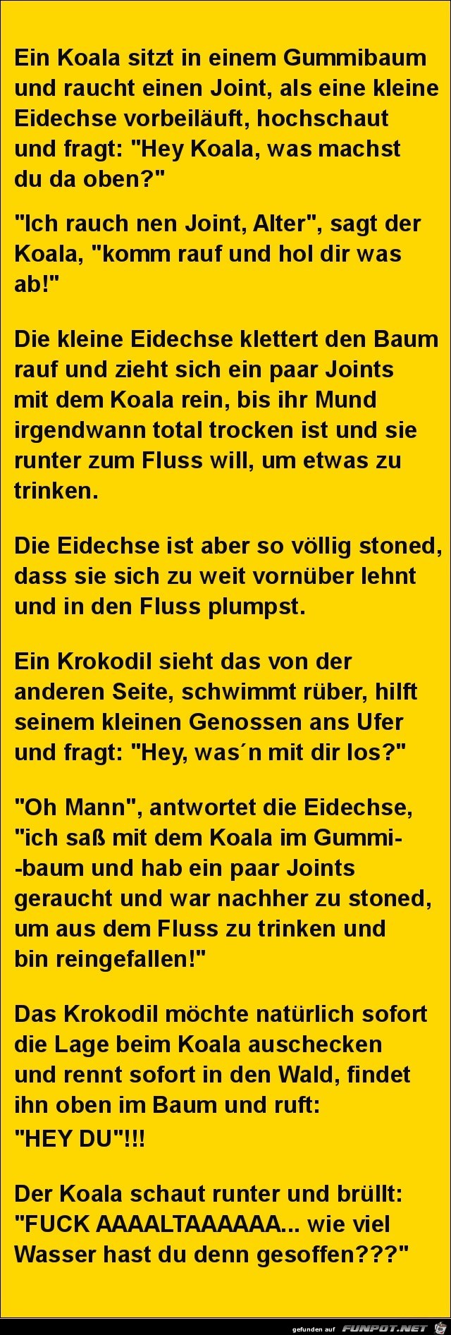 ein Koala sitzt in einem Gummibaum.....