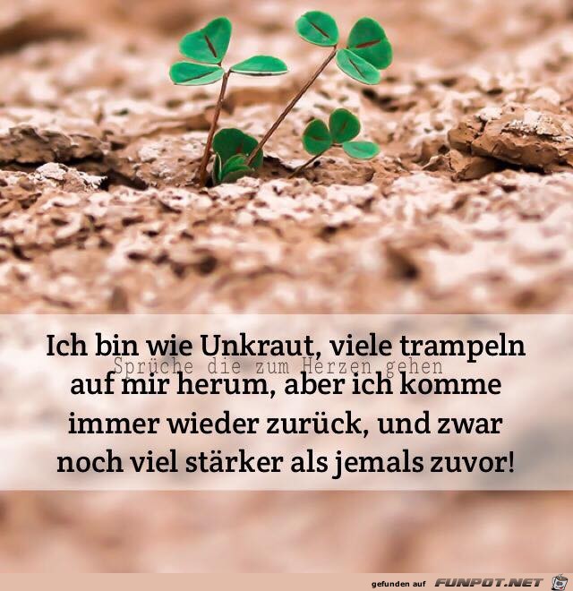 Download Sprueche unkraut For Android
