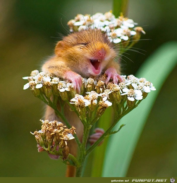 Hamster in Blüte Hamster in Blüte