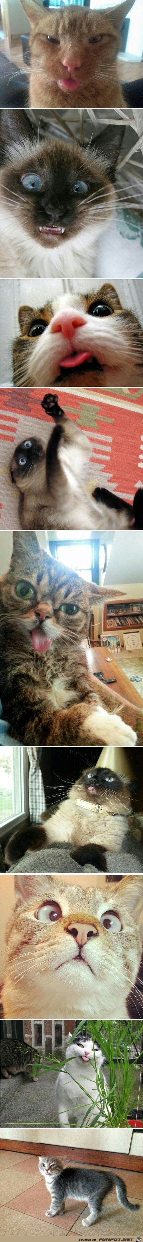 Witzige Katzen Witzige Katzen