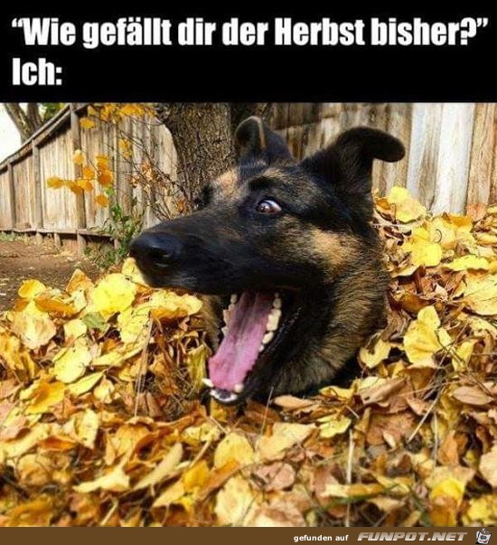 der Herbst der Herbst