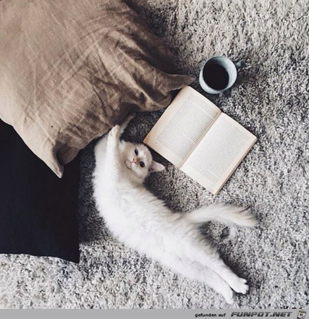 Faule Katze Faule Katze