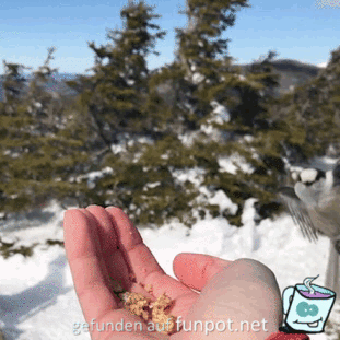 Vogel frisst aus der Hand Vogel frisst aus der Hand