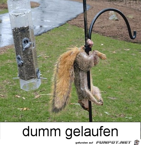 DUMM GELAUFEN DUMM GELAUFEN