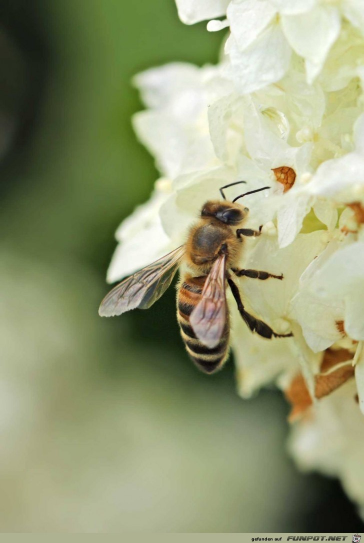 Biene aud Obstblüte Biene aud Obstblüte