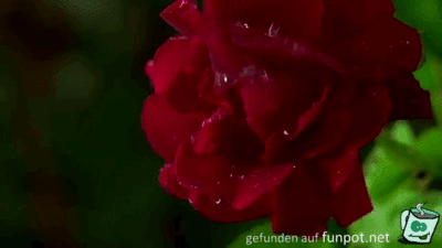 Rose im Tau Rose im Tau