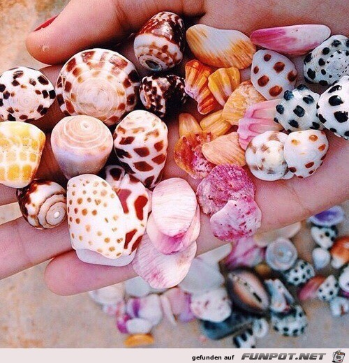 Muscheln Hawaii Muscheln Hawaii