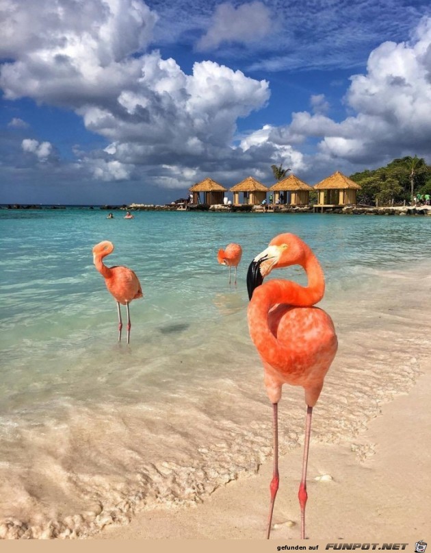 Flamingos Hawaii Flamingos Hawaii