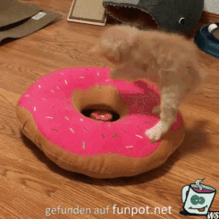 Donuts Donuts