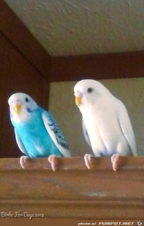 2 Freunde 2 Freunde