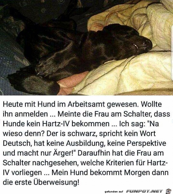 Der Hund im Arbeitsamt
