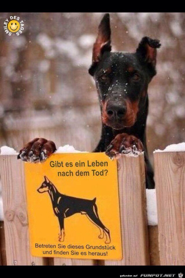  in Leben nach dem Tod