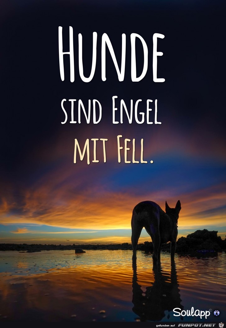 Hunde sind Engel mit Fell.