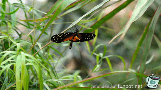 Schmetterling Schmetterling
