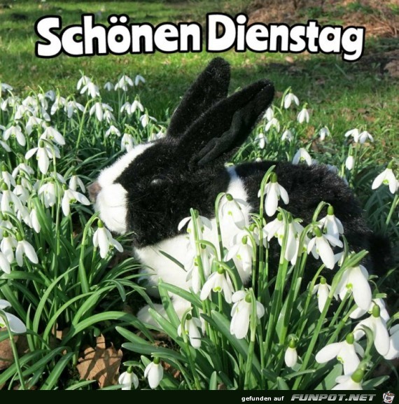 Dienstag Dienstag