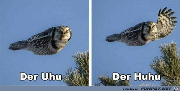 Der Huhu Der Huhu
