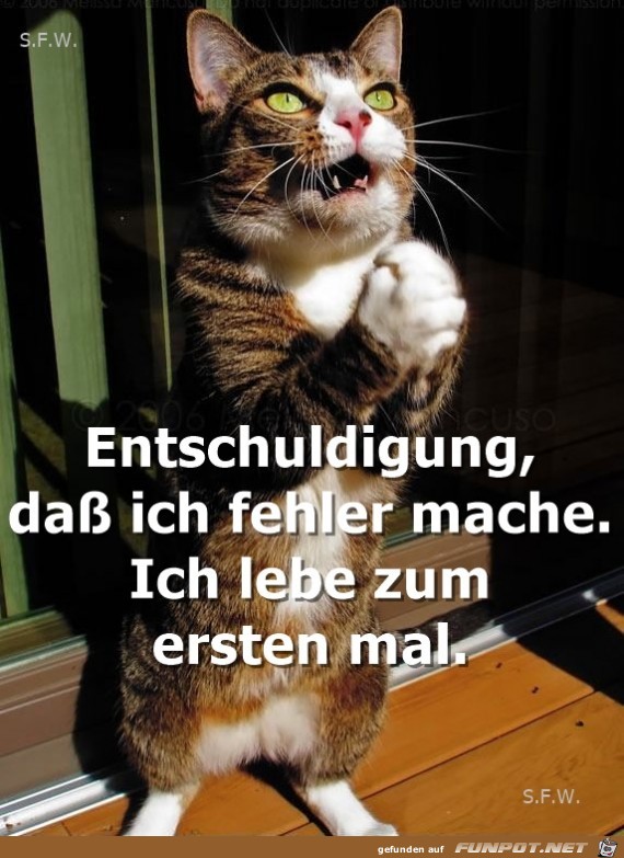 Entschuldigung Entschuldigung