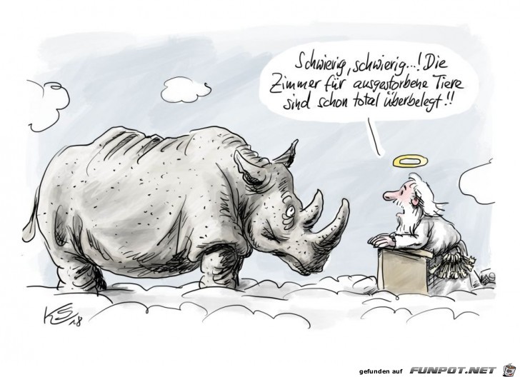 Breitmaulnashorn Breitmaulnashorn