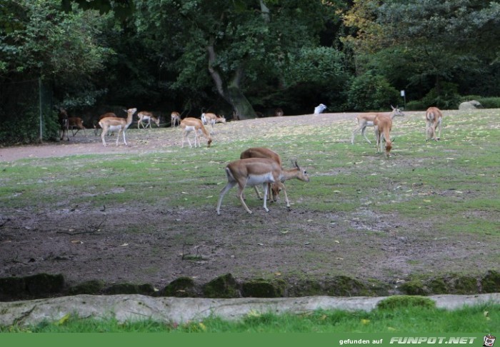 Hagenbeck73 Antilopen und Hirsche1 Hagenbeck73 Antilopen und Hirsche1