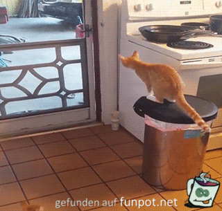 Clevere Katze Clevere Katze