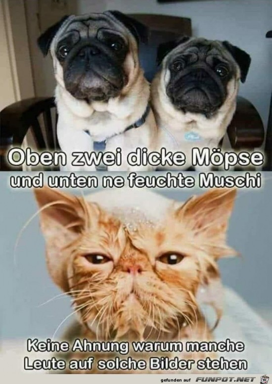 Dicke Hunde