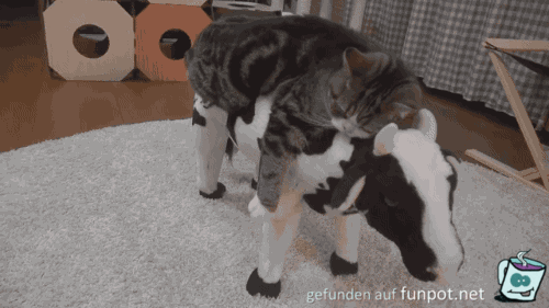 Schmusetier