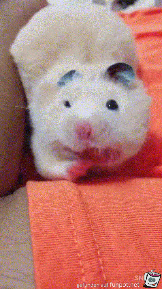 Killerhamster Killerhamster