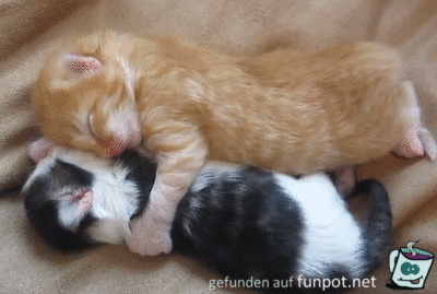 Schlafende Katzen