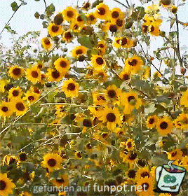 Sonnenblumen Sonnenblumen