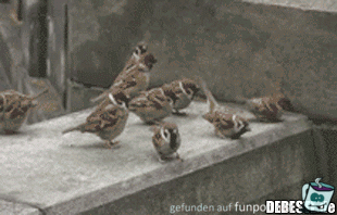 Wo sind die hin Wo sind die hin