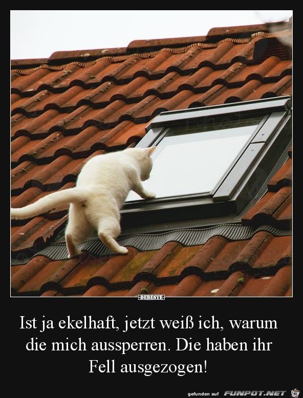 Jetzt weiss ich warum Jetzt weiss ich warum