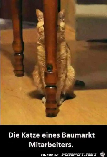 Lustige Katze Lustige Katze