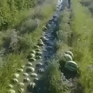 Melonenwanderung Melonenwanderung