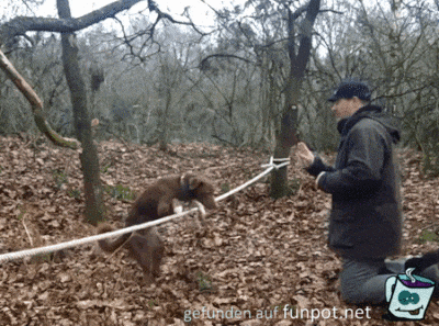 Hund lernt jonglieren Hund lernt jonglieren
