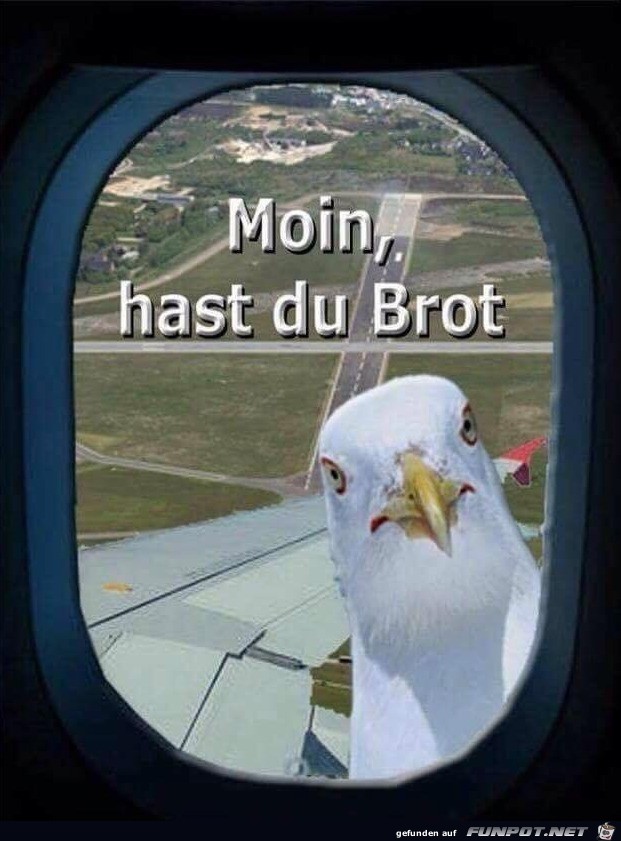 Brot Brot