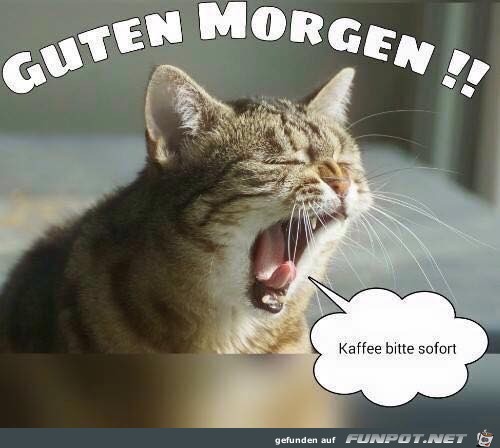 Guten Morgen