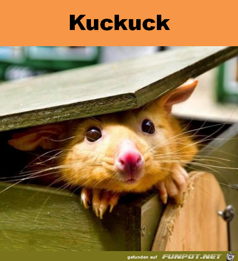Kuckuck Kuckuck