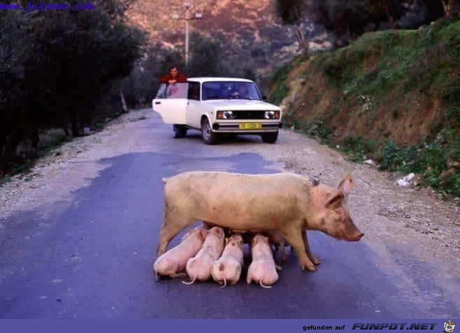 Stau mit Schwein Stau mit Schwein