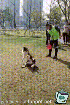 Frisbee Frisbee