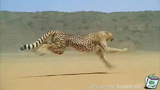 Gepard Gepard