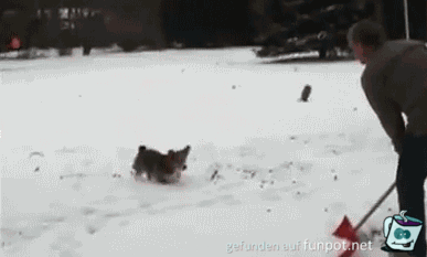 Hund mag Schnee