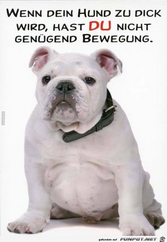 wenn dein Hund zu dick wird,....... wenn dein Hund zu dick wird,.......