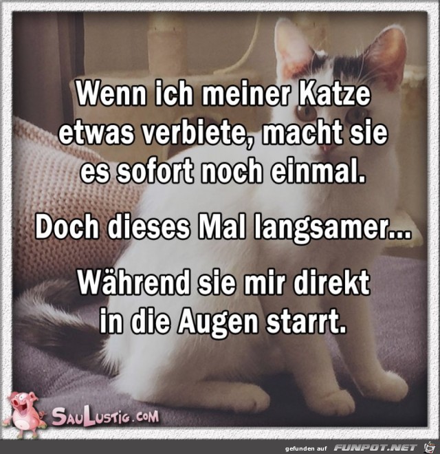 Wenn-ich-meiner-Katze-etwas-verbiete