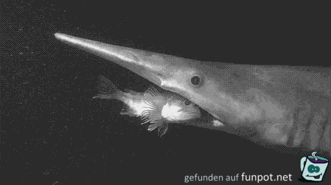 Meeresbewohner 49 Meeresbewohner 49