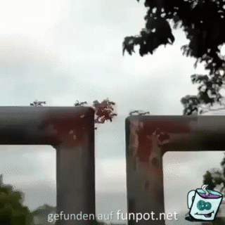 Ameisen Ameisen